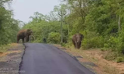 ताड़ोबा में पर्यटकों की तरह सैर कर लौटे हाथी , सप्ताहभर मेहमान बनकर रहे