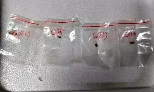 अमेरिका में पाया गया चीनी फ्यूजेरियम ग्रैमिनियरम फंगस, तस्करी करने वाले दो आरोपी गिरफ्तार