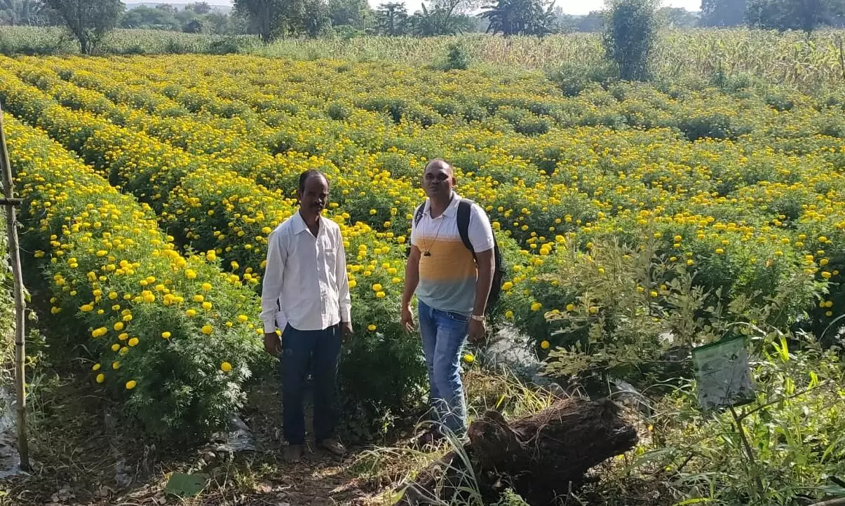 मण्डे पॉजिटिव- उद्यानिकी विभाग की प्रेरणा से पारंपरिक खेती छोड़ कर रहे फूलों का उत्पादन मण्डे पॉजिटिव- उद्यानिकी विभाग की प्रेरणा से पारंपरिक खेती छोड़ कर रहे फूलों का उत्पादन