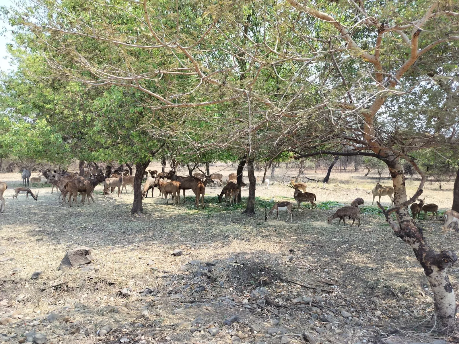 गोरेवाड़ा जू ओढे़गा हरियाली की चादर , इस बारिश में आस-पास 2 हजार पौधे लगेंगे गोरेवाड़ा जू ओढे़गा हरियाली की चादर , इस बारिश में आस-पास 2 हजार पौधे लगेंगे