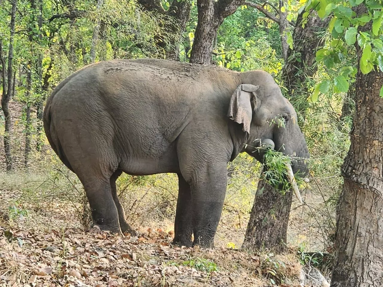 7 साल से रह रहे उड़ीसा व झारखंड के 12 हाथी अब बीटीआर के हुए 7 साल से रह रहे उड़ीसा व झारखंड के 12 हाथी अब बीटीआर के हुए