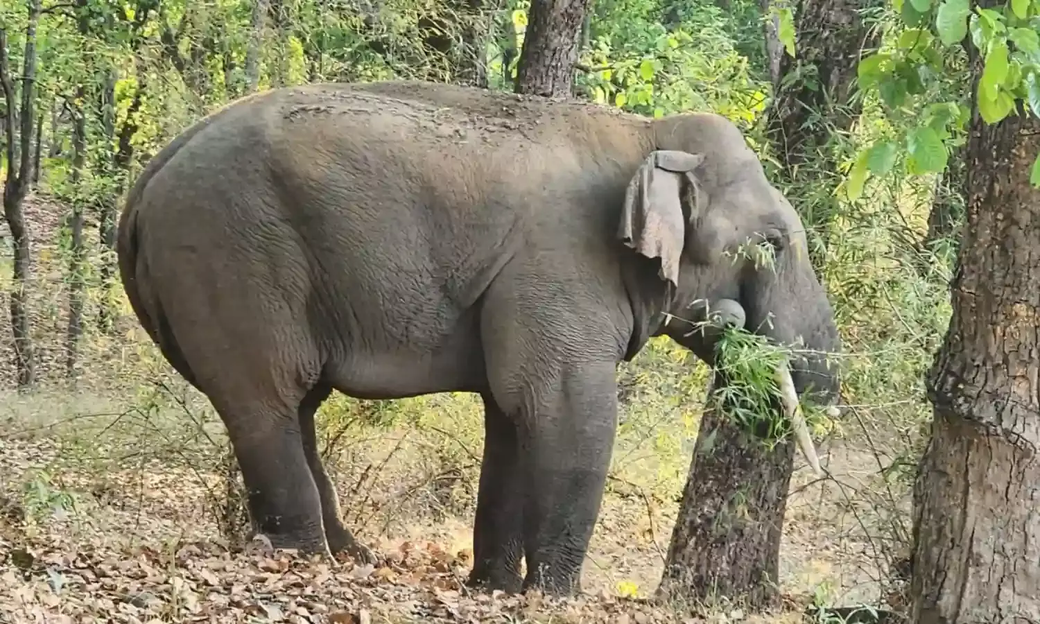 7 साल से रह रहे उड़ीसा व झारखंड  के 12 हाथी अब बीटीआर के हुए