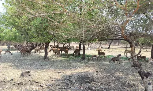 गोरेवाड़ा जू ओढे़गा हरियाली की चादर , इस बारिश में आस-पास 2 हजार पौधे लगेंगे