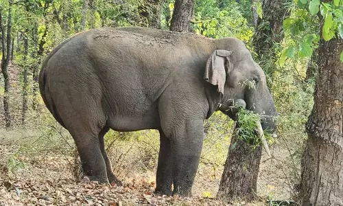 7 साल से रह रहे उड़ीसा व झारखंड  के 12 हाथी अब बीटीआर के हुए