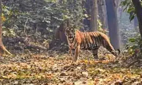 चंद्रपुर के जंगल के पास आम तोड़ने गया और बाघ का शिकार बना