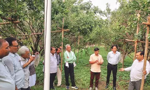 एआई क्रांति... संतरे के बगीचे में  एक-एक पेड़ से मिल रहे 1500 फल