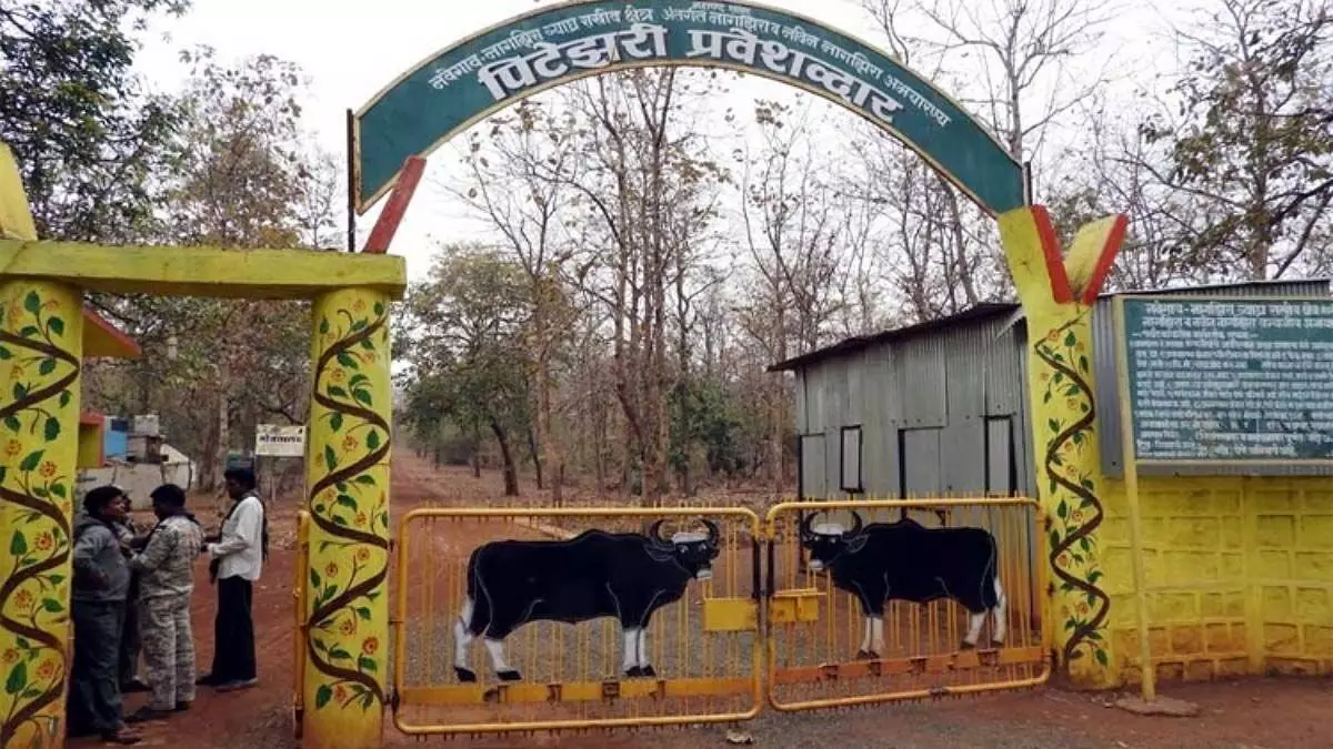बारिश में विलंब, नवेगांव-नागझिरा व्याघ्र प्रकल्प में और 18 दिन होंगे बाघों के दर्शन बारिश में विलंब, नवेगांव-नागझिरा व्याघ्र प्रकल्प में और 18 दिन होंगे बाघों के दर्शन