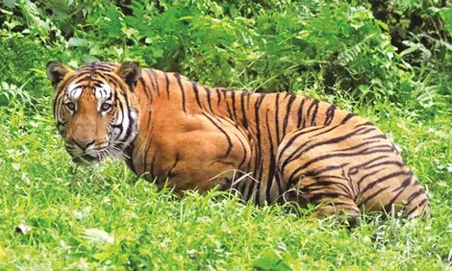चकमा दे रहा है फ्लोटिंग टाइगर , पारशिवनी में किसान का किया था शिकार