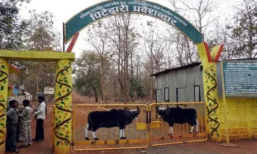 बारिश में विलंब, नवेगांव-नागझिरा व्याघ्र प्रकल्प में और 18 दिन होंगे बाघों के दर्शन
