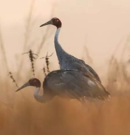 प्रेम के प्रतीक सारस का अस्तित्व खतरे में, लगातार घट रही संख्या प्रेम के प्रतीक सारस का अस्तित्व खतरे में, लगातार घट रही संख्या