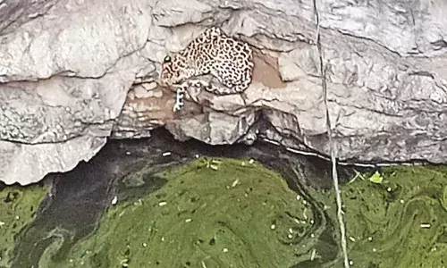 अब जंगलों में हो रही पानी की किल्लत, गांव में घुस रहे वन्यजीव