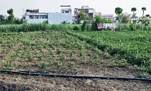 जहरीली सब्जियों को बाजार में बेचा जा रहा, शिकायतों के बाद भी प्रशासन मौन