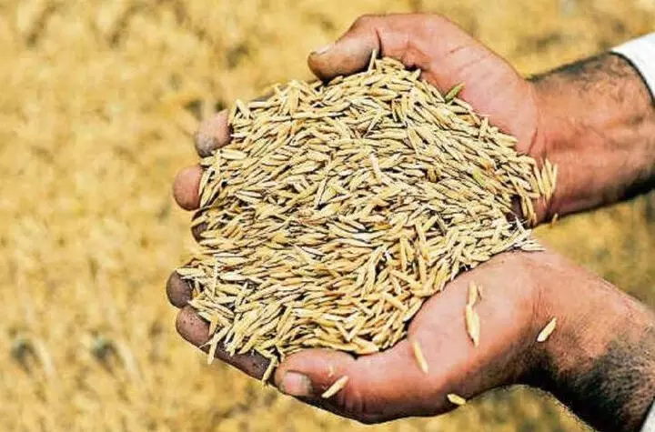 अच्छा उत्पादन लेने के लिए बीज की क्षमता जांच कर ही करें बुआई अच्छा उत्पादन लेने के लिए बीज की क्षमता जांच कर ही करें बुआई