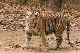 गोंदिया में घर के सामने बंधे बछड़े का शिकार कर बाघ जंगल में खींच ले गया गोंदिया में घर के सामने बंधे बछड़े का शिकार कर बाघ जंगल में खींच ले गया