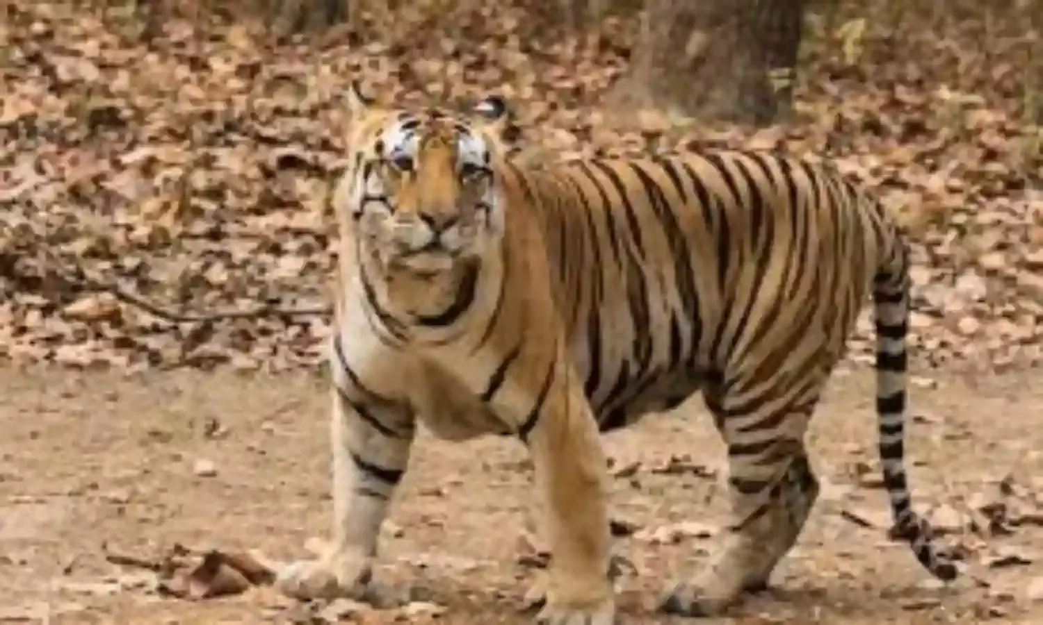 गोंदिया में घर के सामने बंधे बछड़े का शिकार कर बाघ जंगल में खींच ले गया