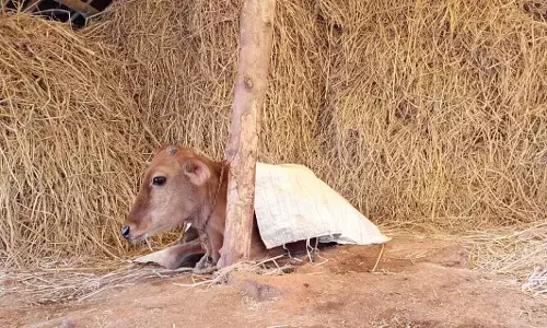 भंडारा के समीप नेरला परिसर में बाघ और तेंदुए की दहशत