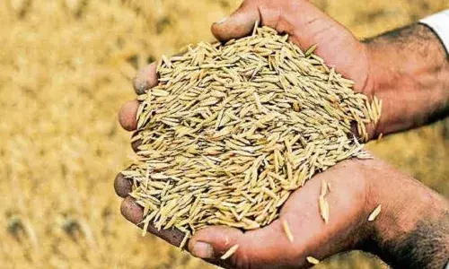 अच्छा उत्पादन लेने के लिए बीज की क्षमता जांच कर ही करें बुआई