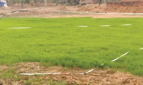 गोंदिया में बारिश से पहले ही सज गई धान नर्सरी, 20 जून से पहले हो जाएगी बुआई
