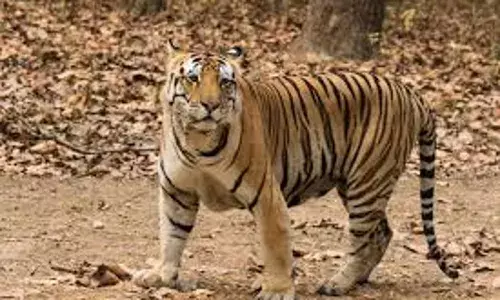 गोंदिया में घर के सामने बंधे बछड़े का शिकार कर बाघ जंगल में खींच ले गया