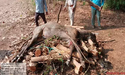 पानी पीने गई नीलगाय को कुत्तों ने खदेडा, ईलाज के बाद हुई मौत, वन अमले ने कराया अंतिम संस्कार