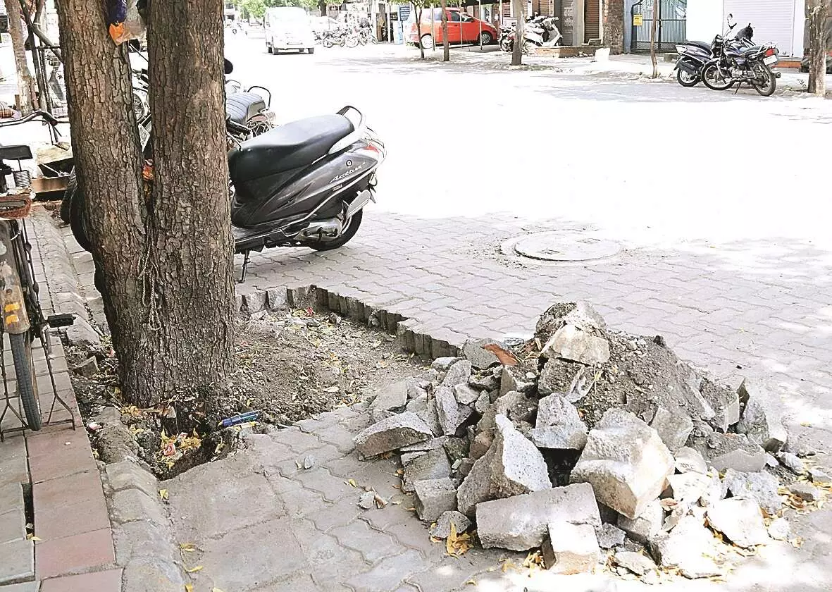 डीचोकिंग, नागपुर शहर में अब खुलकर सांस ले पा रहे हैं 550 पेड़ डीचोकिंग, नागपुर शहर में अब खुलकर सांस ले पा रहे हैं 550 पेड़