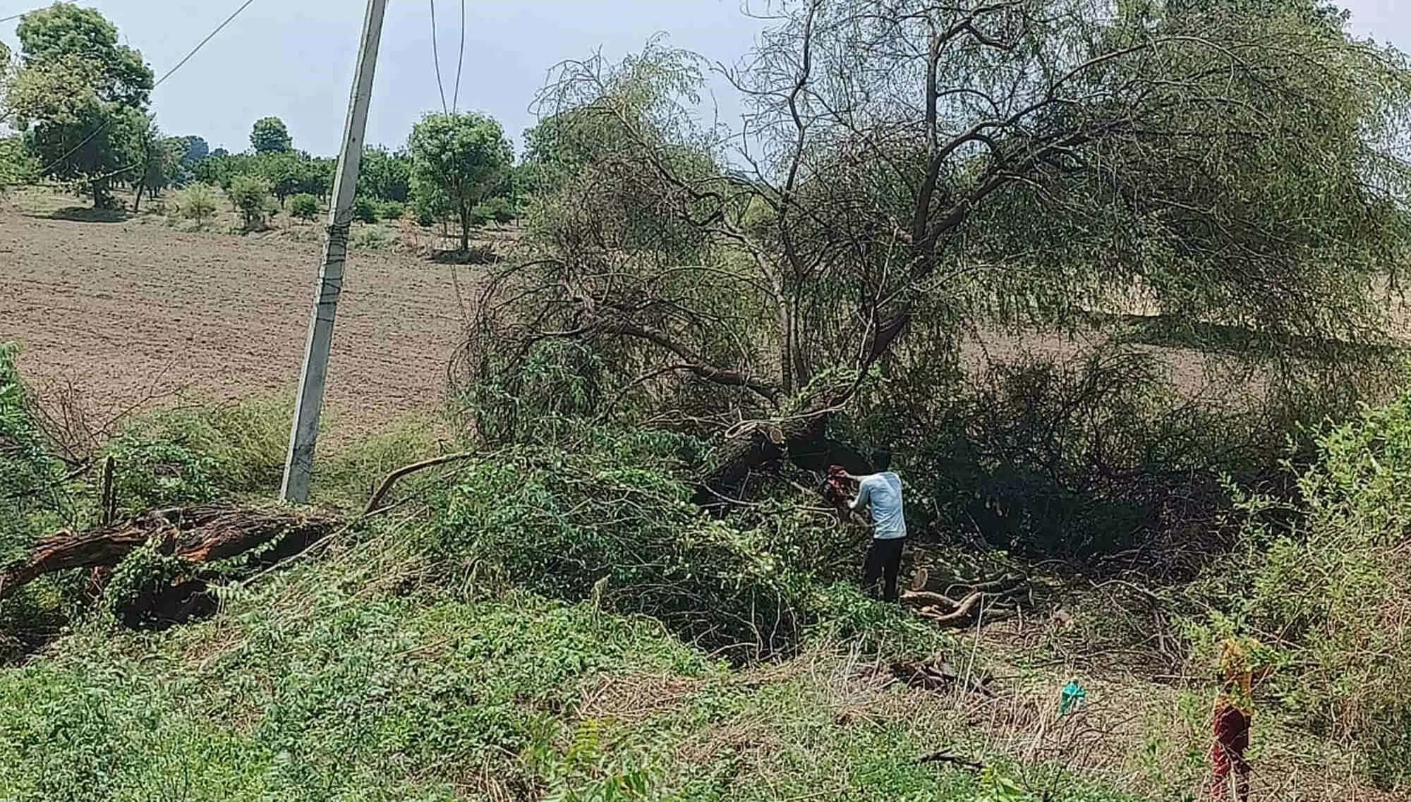 वन विभाग की बिना एनओसी ग्राम पंचायत ने बेच दिए पेड़ वन विभाग की बिना एनओसी ग्राम पंचायत ने बेच दिए पेड़