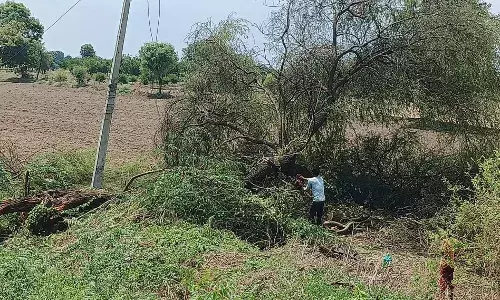 वन विभाग की बिना एनओसी ग्राम पंचायत ने बेच दिए पेड़