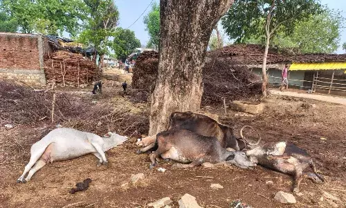 आकाशीय बिजली गिरने से आठ पालतू पशुओं की मौत, तेज आंधी तूफान के साथ हुई बारिश, धाराशायी हुए कई पेड़