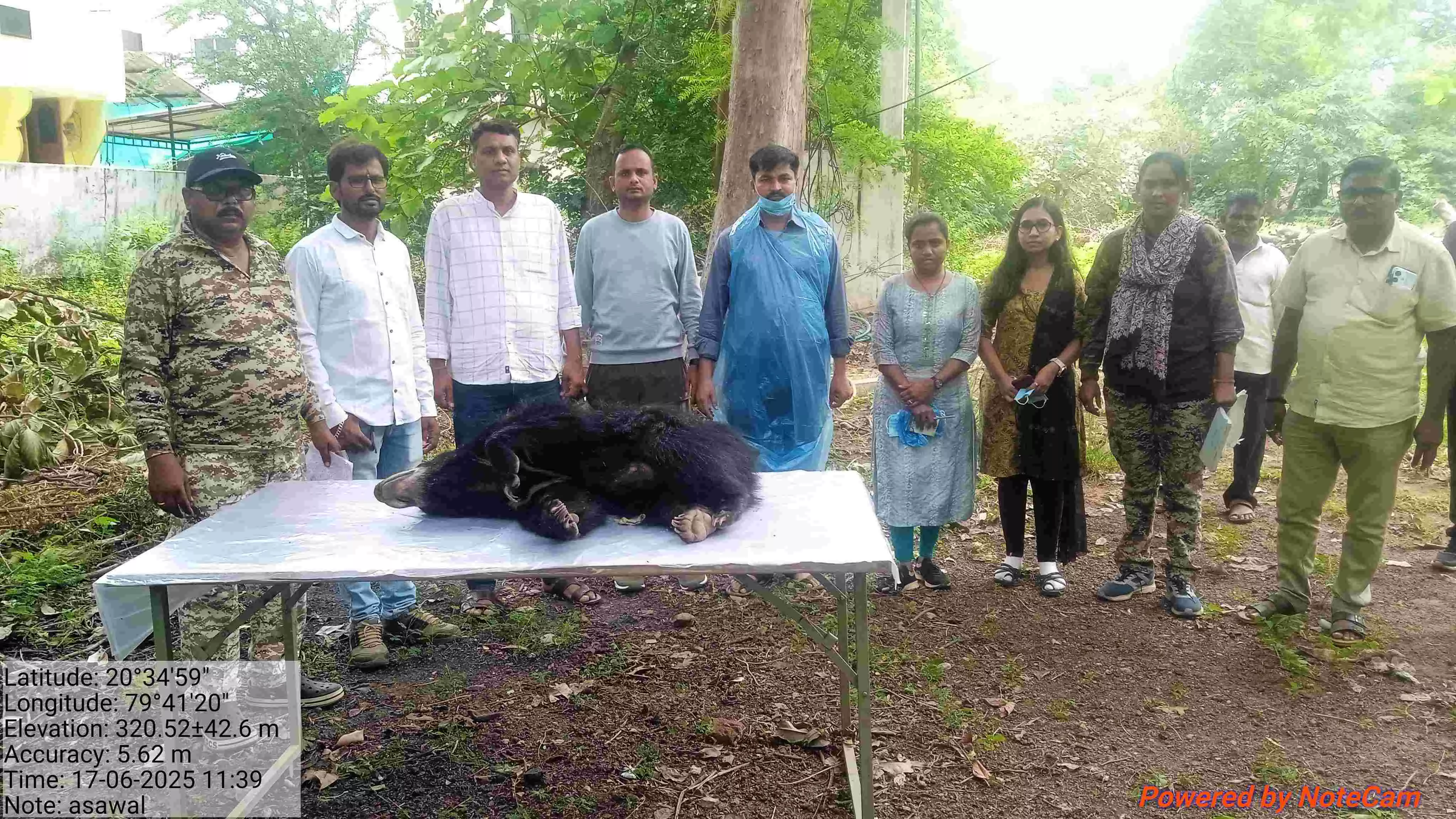 नागभीड़ वनपरिक्षेत्र के समीप बाघ के हमले में भालू के शावक की मृत्यु नागभीड़ वनपरिक्षेत्र के समीप बाघ के हमले में भालू के शावक की मृत्यु