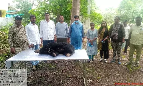नागभीड़ वनपरिक्षेत्र के समीप बाघ के हमले में भालू के शावक की मृत्यु