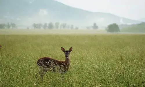 लीज पर दी जाएगी बफर जोन की जमीन, मानव-वन्यजीव संघर्ष में आएगी कमी