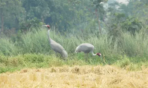 भंडारा जिले में मिले प्रेम के प्रतीक चार सारस पक्षी, गणना में मिली जानकारी