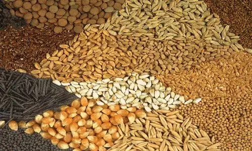 सरकार की योजना, फार्मर आईडी बनने पर अनुदान पर दिया जा रहा बीज
