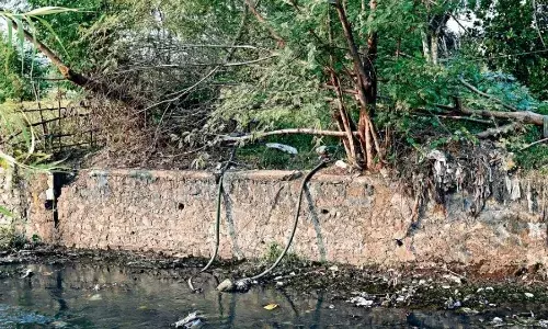 एक दिन कार्रवाई करके भूले जिम्मेदार, खुलेआम अब भी बिक रहीं नाले के पानी में उपजी सब्जियां