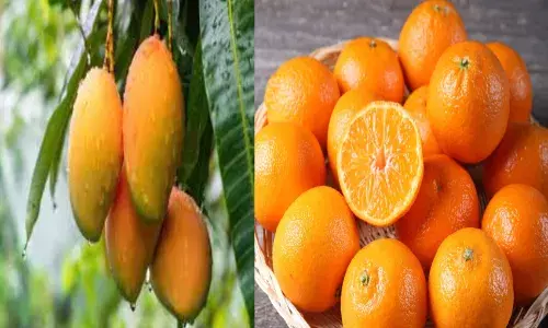 स्वच्छ पौध कार्यक्रम के तहत संतरे के लिए नागपुर-आम के लिए बंगलुरू में खुलेगी नर्सरी