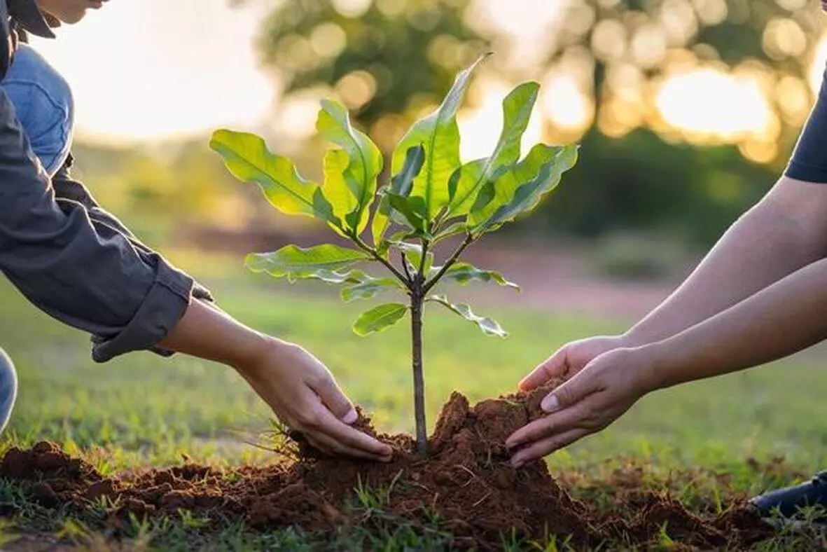 वर्धा में छाएगी हरियाली, तीन महीने में लगाए जाएंगे 2.20 लाख पौधे वर्धा में छाएगी हरियाली, तीन महीने में लगाए जाएंगे 2.20 लाख पौधे