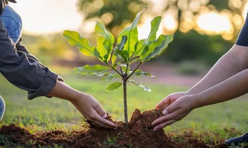 वर्धा में छाएगी हरियाली, तीन महीने में लगाए जाएंगे 2.20 लाख पौधे