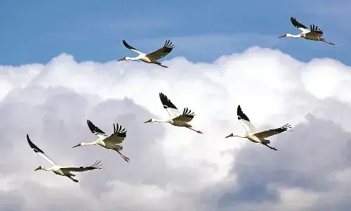 अब सूने नहीं रहेंगे तालाब, बारिश में आएंगे विदेशी पक्षी