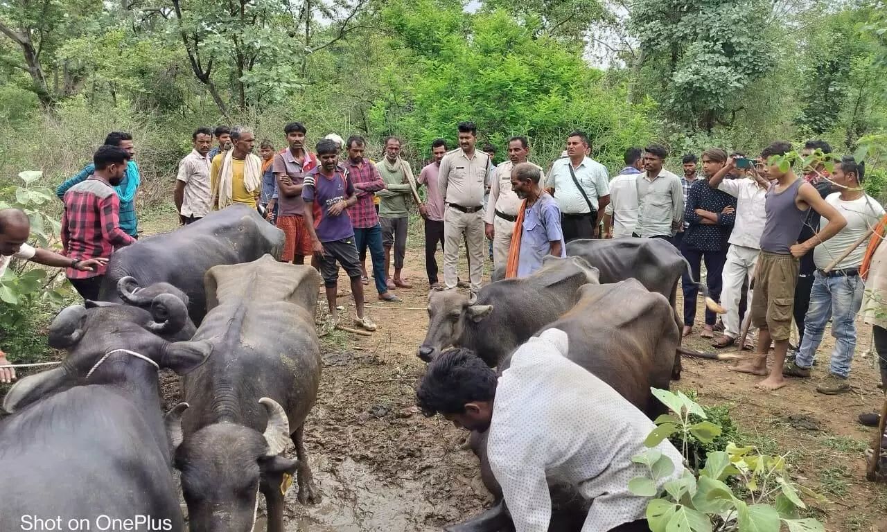 फौजी सरपंच की तत्परता से जंगल से बरामद हुई चोरी हुर्ई ग्यारह नग भैंसे फौजी सरपंच की तत्परता से जंगल से बरामद हुई चोरी हुर्ई ग्यारह नग भैंसे