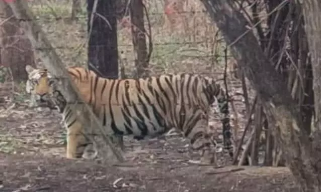 पर्यटन क्षेत्र क्षीर सागर एरिया में बाघ का मूवमेंट, सडक़ किनारे दिखा पर्यटन क्षेत्र क्षीर सागर एरिया में बाघ का मूवमेंट, सडक़ किनारे दिखा
