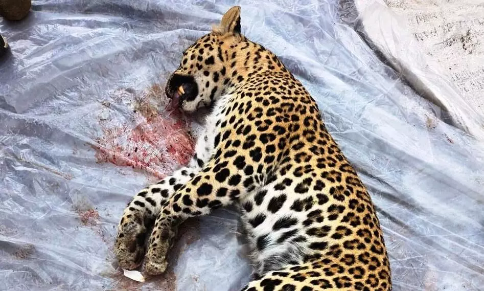 हाईवे पर तेज रफ्तार वाहन की टक्कर में मादा तेंदुए की मौत हाईवे पर तेज रफ्तार वाहन की टक्कर में मादा तेंदुए की मौत