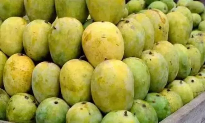 कभी सोचा है कि आम का नाम क्यों है लंगड़ा? चलिए जानते हैं इसके पीछे का कारण कभी सोचा है कि आम का नाम क्यों है लंगड़ा? चलिए जानते हैं इसके पीछे का कारण