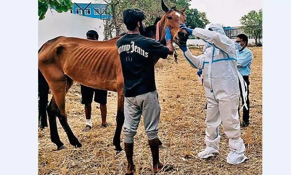 कड़ा रुख, कलेक्टर बताएं हैदराबाद से लाए गए घोड़ों की मौत का क्या है कारण कड़ा रुख, कलेक्टर बताएं हैदराबाद से लाए गए घोड़ों की मौत का क्या है कारण