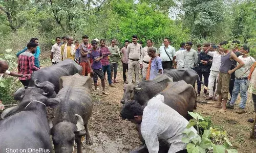 फौजी सरपंच की तत्परता से जंगल से बरामद हुई चोरी हुर्ई ग्यारह नग भैंसे
