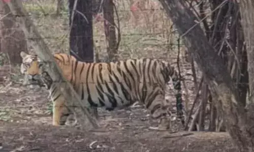 पर्यटन क्षेत्र क्षीर सागर एरिया में बाघ का मूवमेंट, सडक़ किनारे दिखा