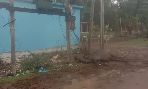 ट्रांसफारमर के करण्ट की चपेट में आई भैंस, मौके पर मौत