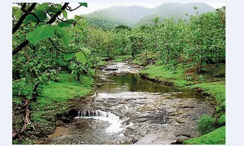 जंगल में हरियाली बिखेरेंगे जंगली पौधे, 3.59 लाख प्लांट लगेंगे, इनका सक्सेस रेशो 60%