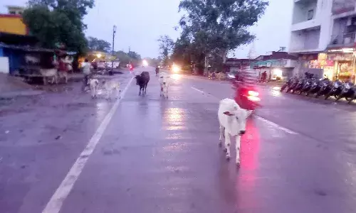 अवारा पशुओं का सडक पर जमावडा, लोग हो रहे परेशान
