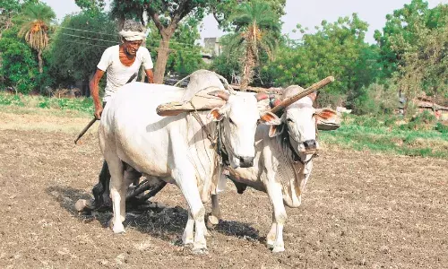 आसमानी दगाबाजी - अभी मात्र 51.4 मिमी बारिश और बुआई के लिए चाहिए 100 मिमी