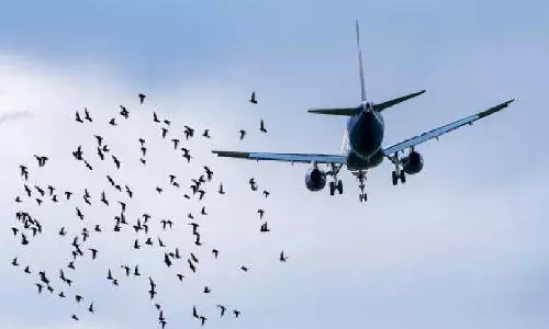 पांच सालों में विमानों से टकराए 229 पक्षी, मुंबई उपनगर के पालक मंत्री शेलार ने दी जानकारी